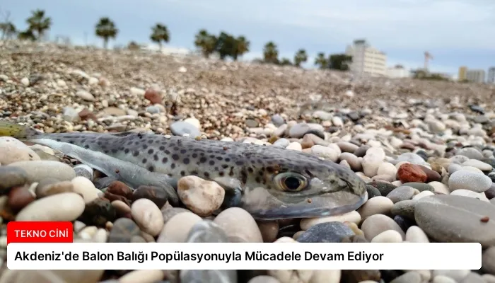Akdeniz’de Balon Balığı Popülasyonuyla Mücadele Devam Ediyor