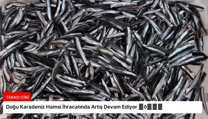 Doğu Karadeniz Hamsi İhracatında Artış Devam Ediyor ⏬👇