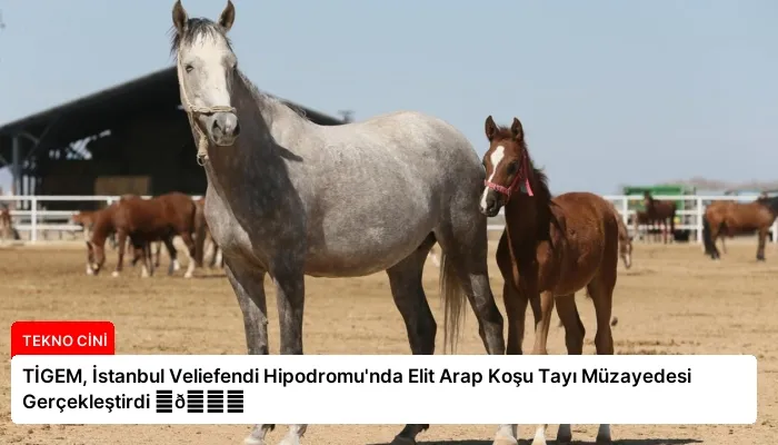 TİGEM, İstanbul Veliefendi Hipodromu’nda Elit Arap Koşu Tayı Müzayedesi Gerçekleştirdi ⏬👇
