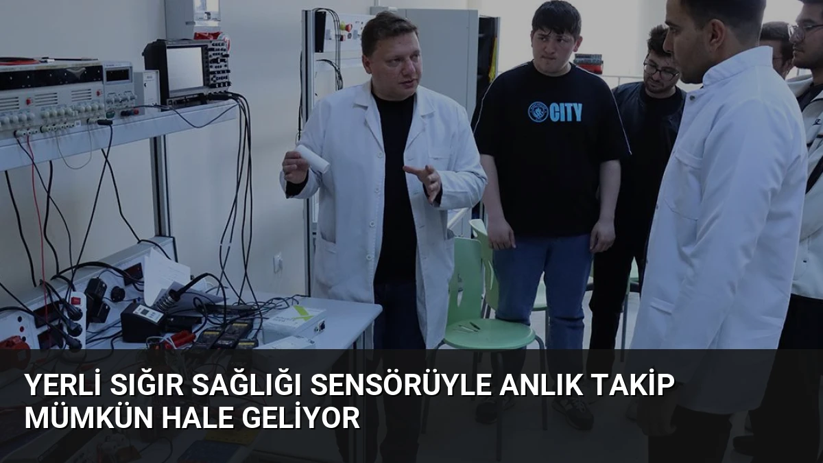 Yerli Sığır Sağlığı Sensörüyle Anlık Takip Mümkün Hale Geliyor