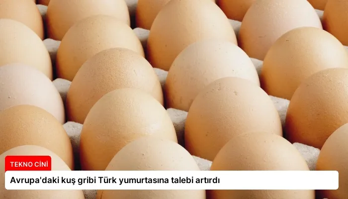 Avrupa’daki kuş gribi Türk yumurtasına talebi artırdı