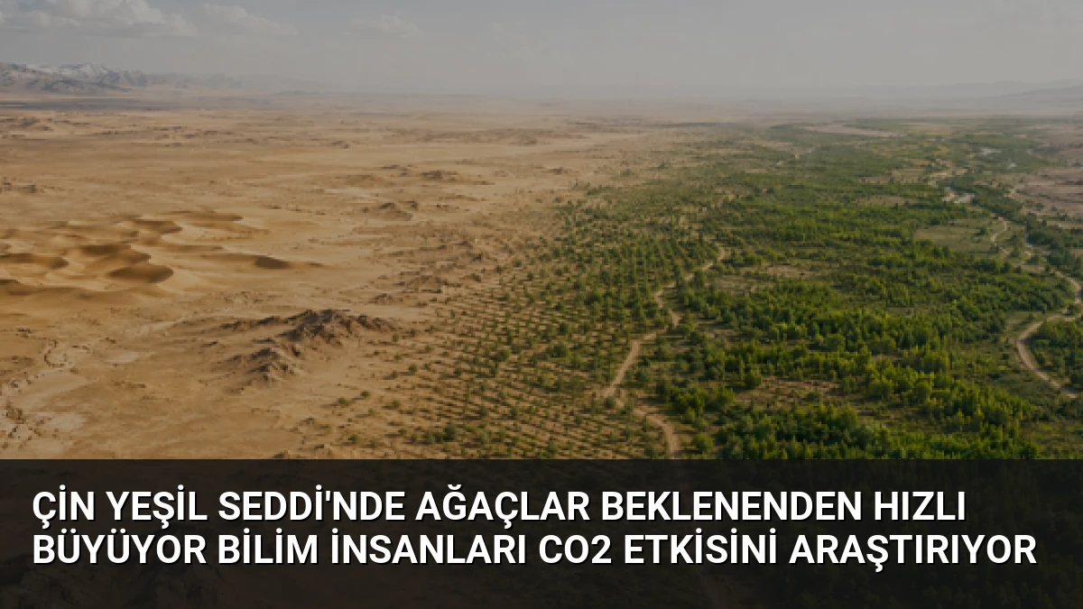 Çin Yeşil Seddi’nde Ağaçlar Beklenenden Hızlı Büyüyor Bilim İnsanları CO2 Etkisini Araştırıyor