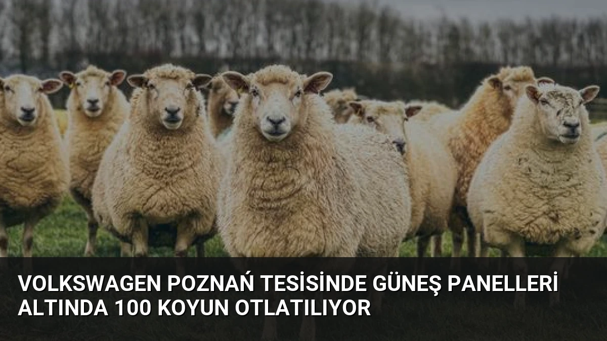 Volkswagen Poznań Tesisinde Güneş Panelleri Altında 100 Koyun Otlatılıyor